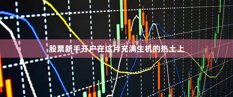 股票新手开户在这片充满生机的热土上